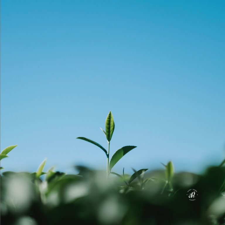Photographie d'un champ dont une plante pousse plus rapidement que les autres sous un ciel bleu Crédit photo : freepik