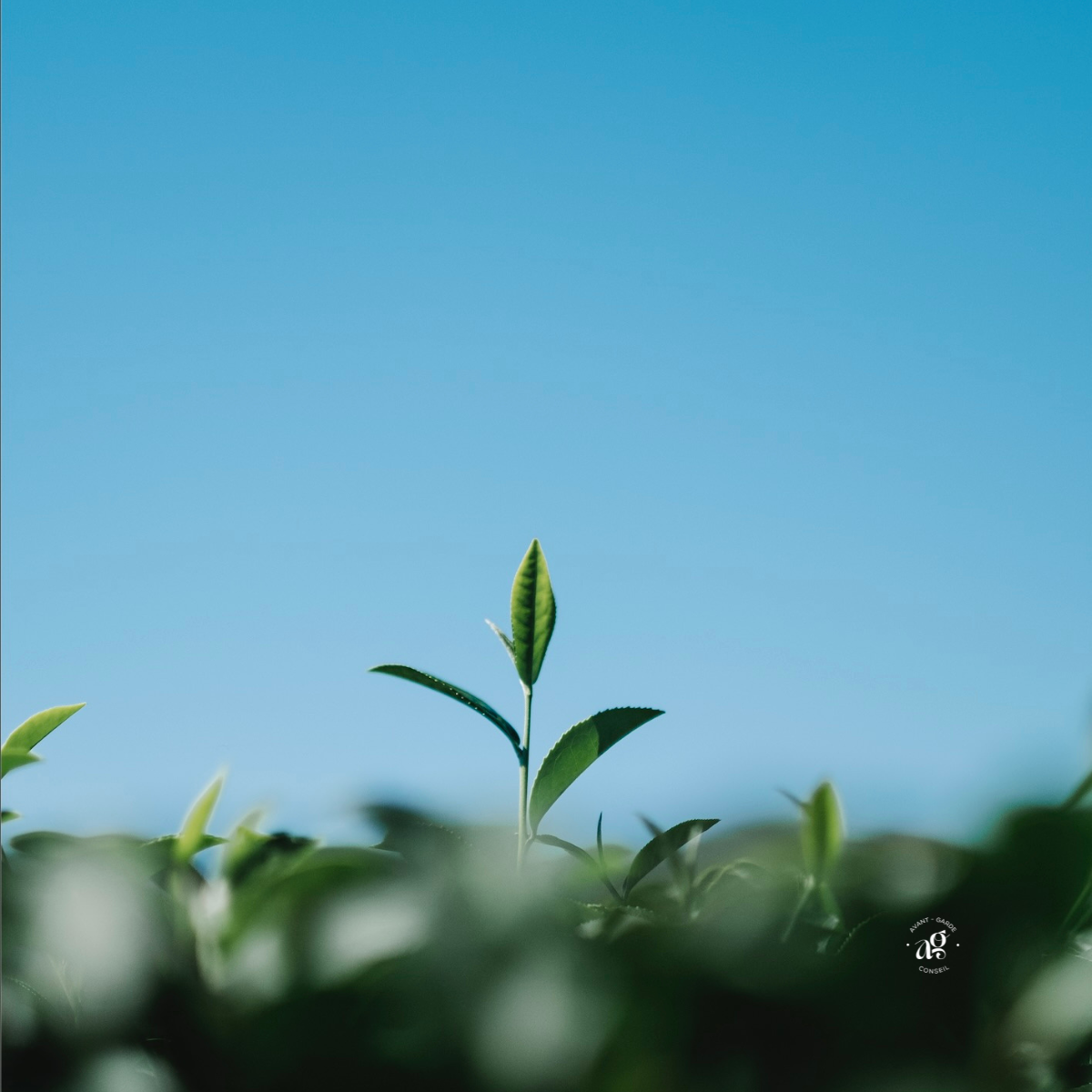 Photographie d'un champ dont une plante pousse plus rapidement que les autres sous un ciel bleu Crédit photo : freepik